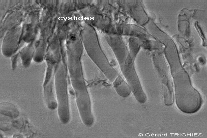 Croste dubbie - foto 5538 (Hyphodontia arguta)